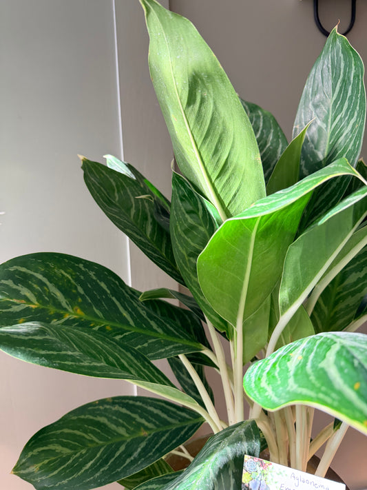Aglaonema Emerald Beauty