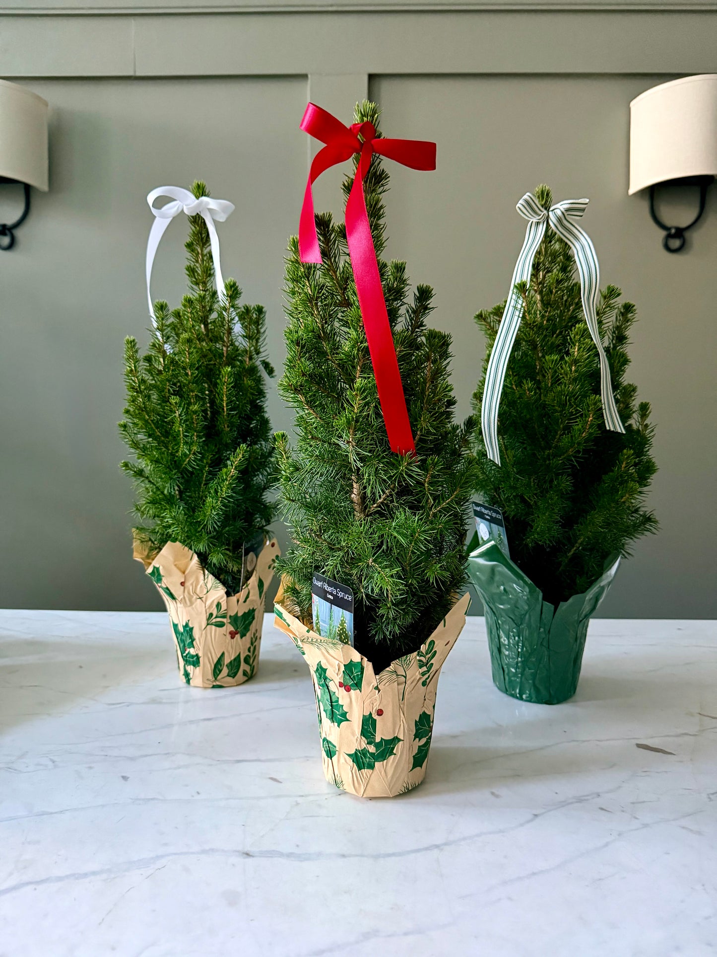 Mini Alberta Spruce Tree