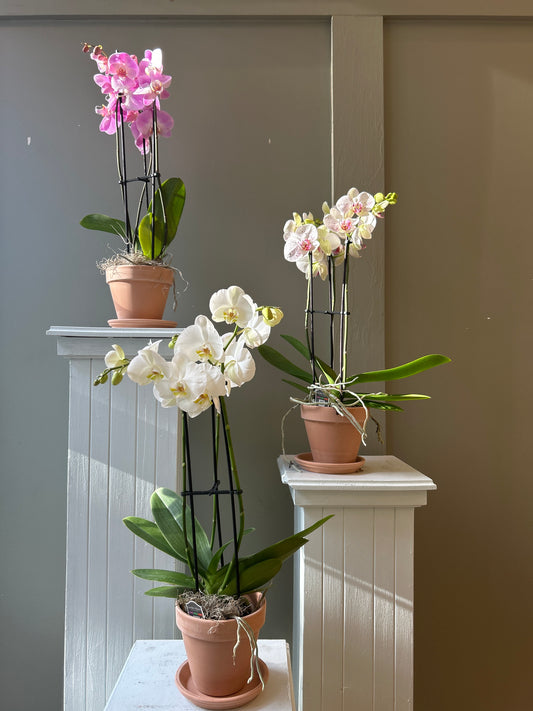 Orchid in pot