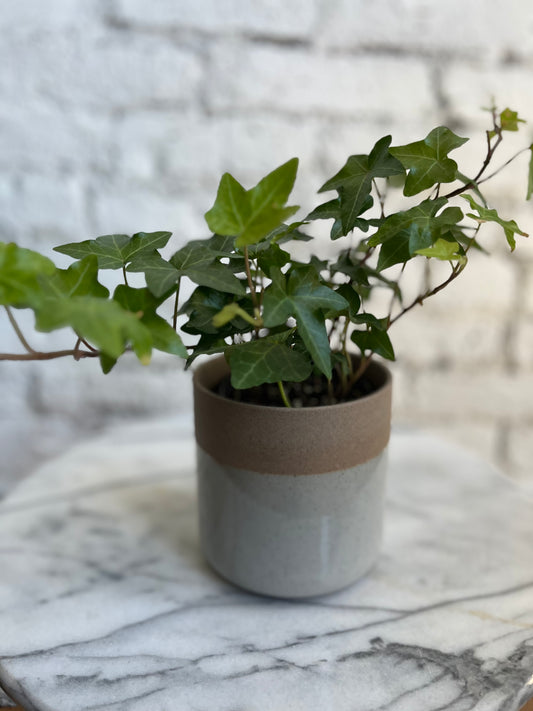 Small Ivy in Pot