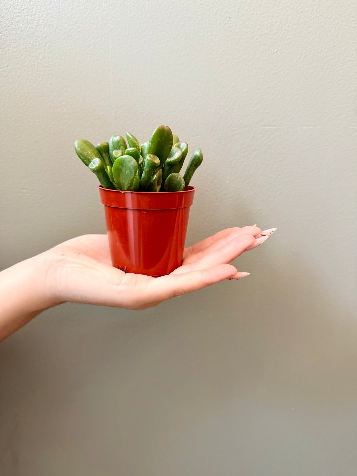 Mini Shrek Ear Jade