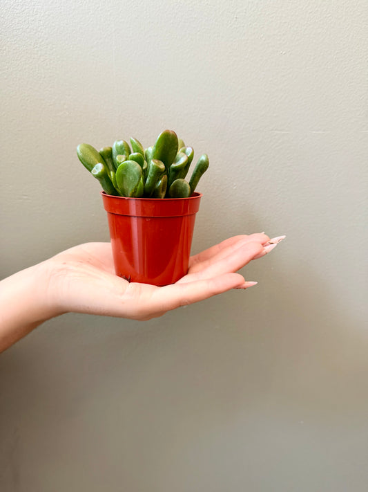 Mini Shrek Ear Jade