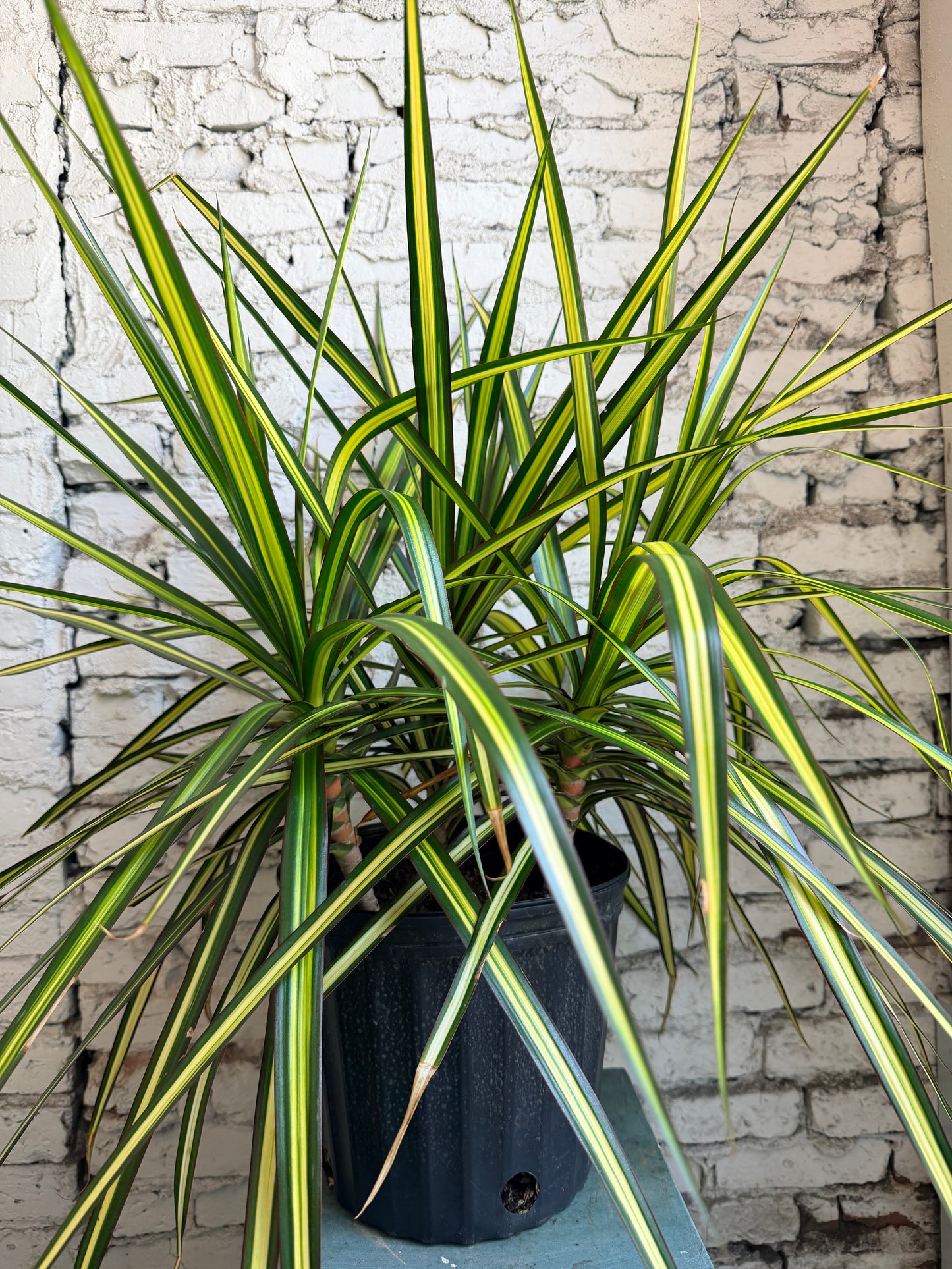 Dracaena Marginata
