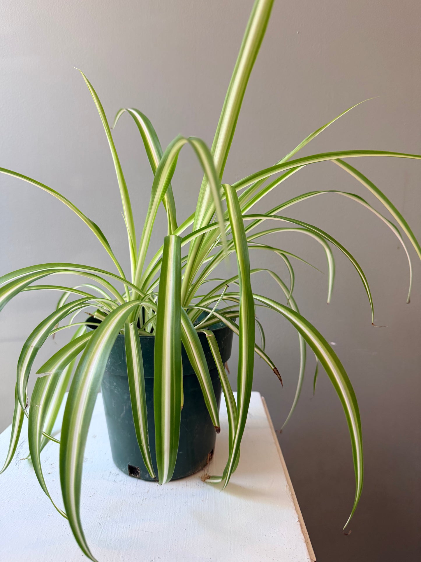 Spider Plant