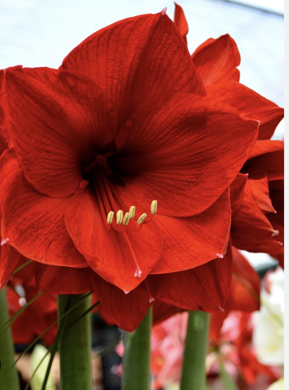 Red Amaryllis