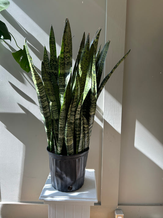 Sansevieria Black Coral