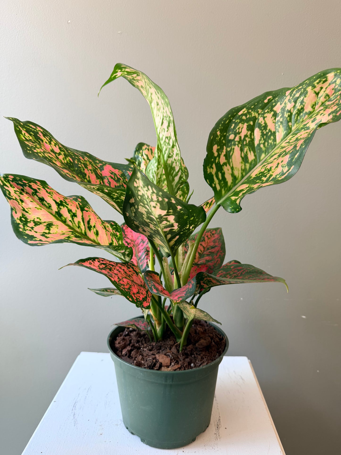 Aglaonema Ruby Ray
