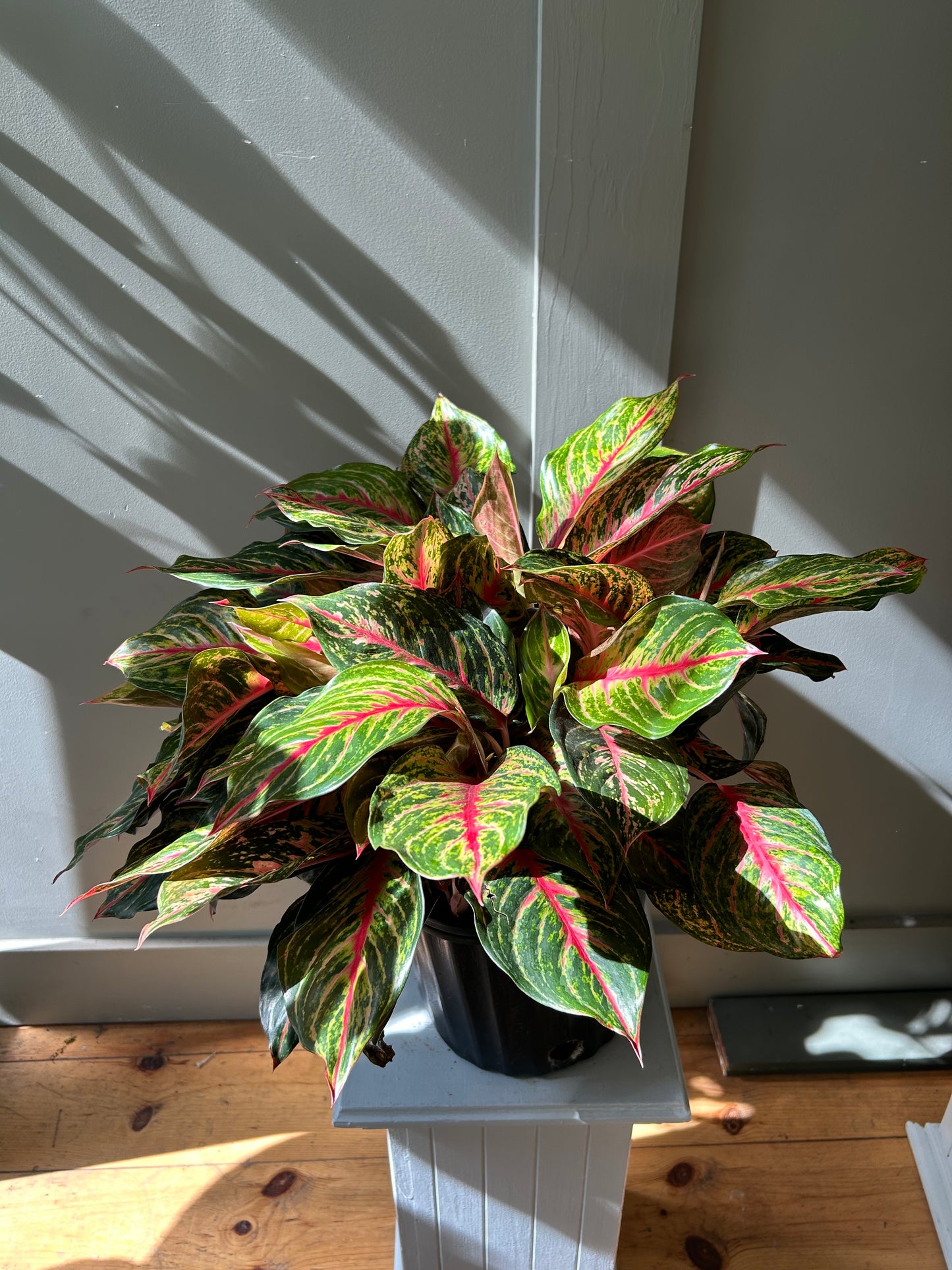Red Emerald Aglaonema/ Chinese Evergreen