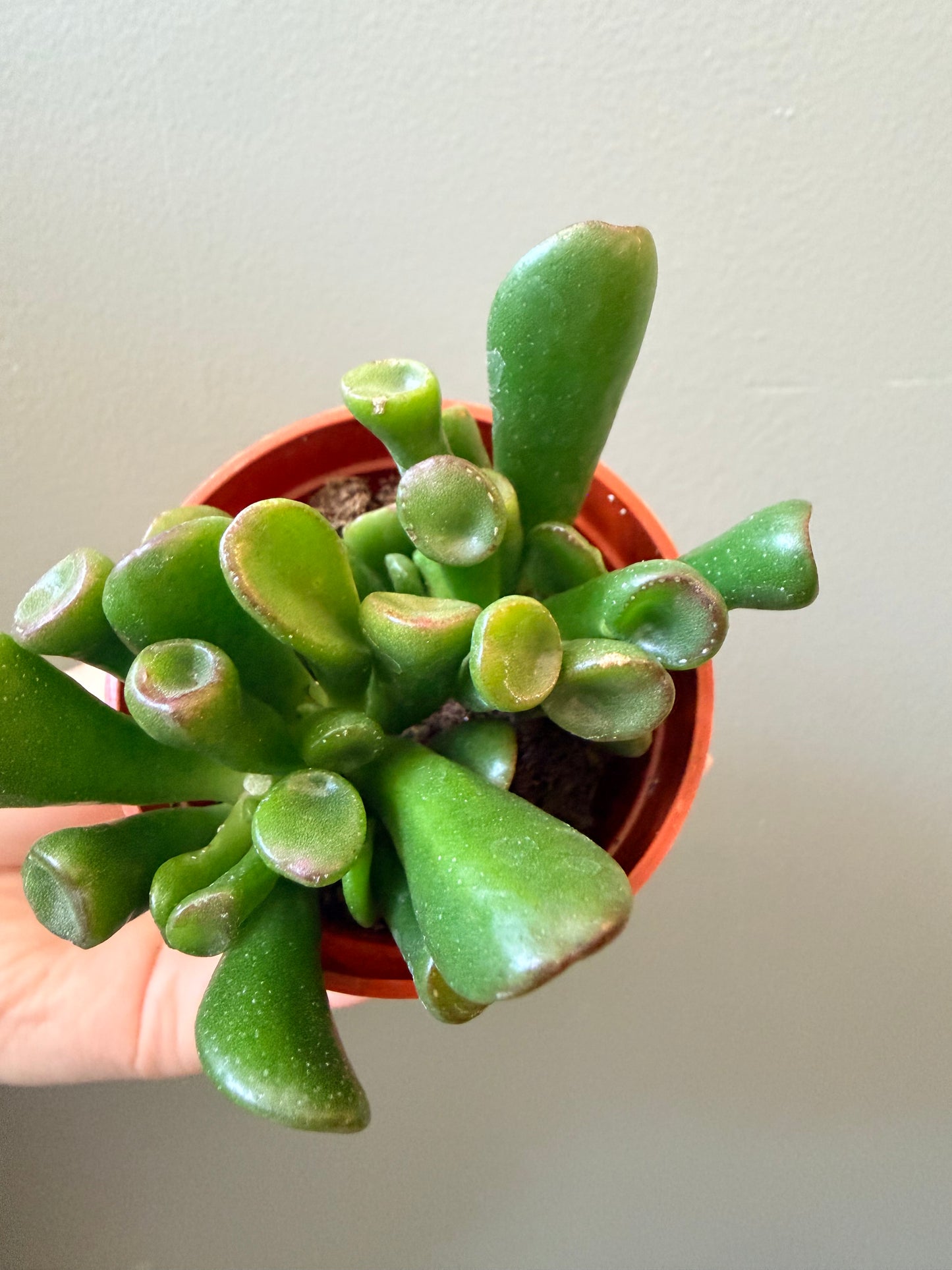 Mini Shrek Ear Jade