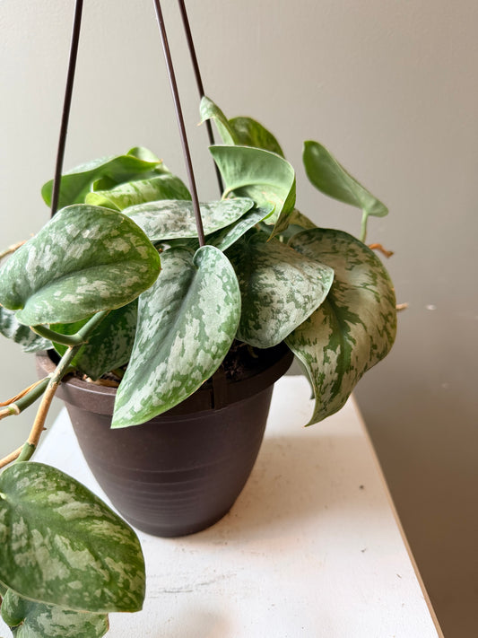 Satin Pothos