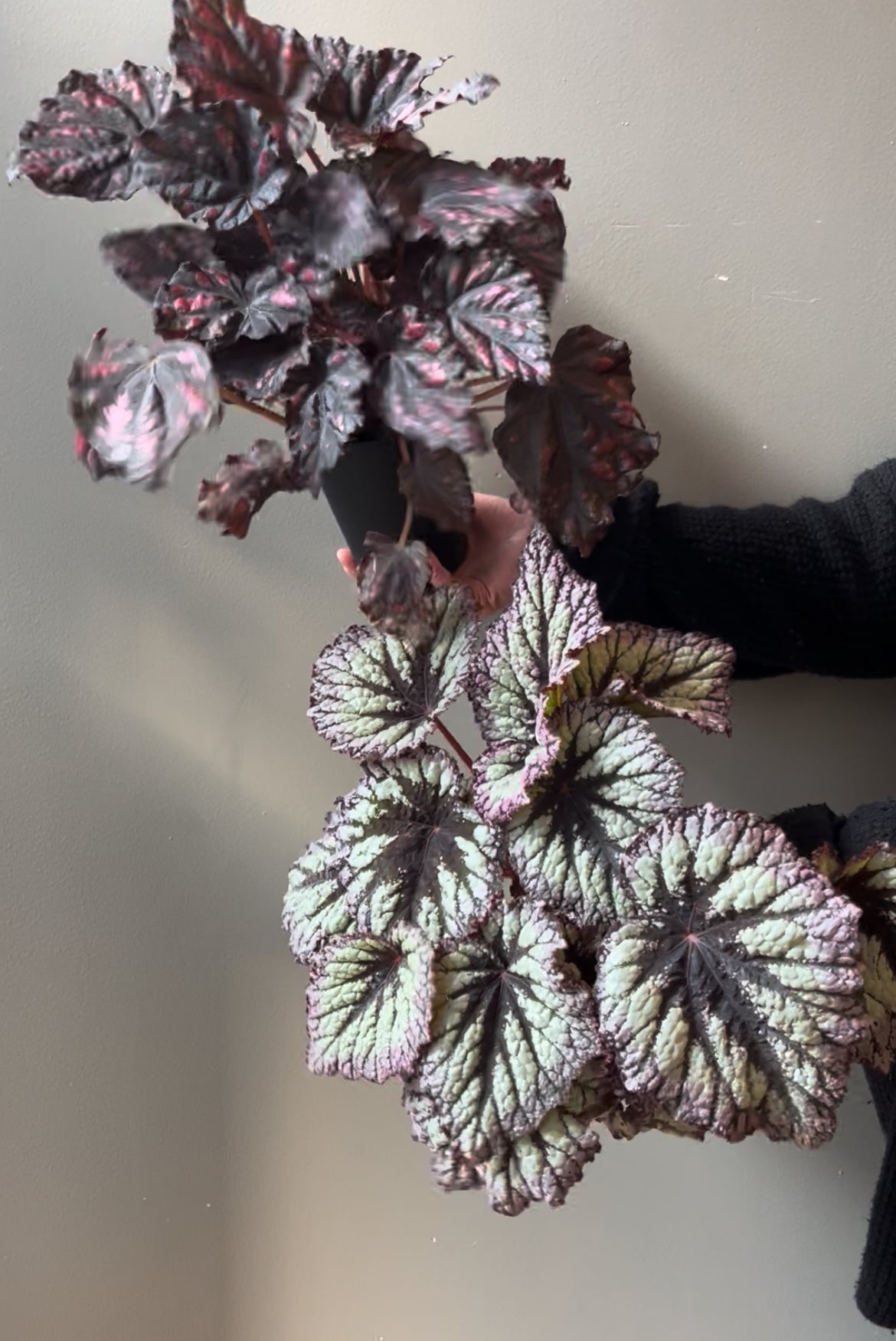 Assorted Rex Begonia