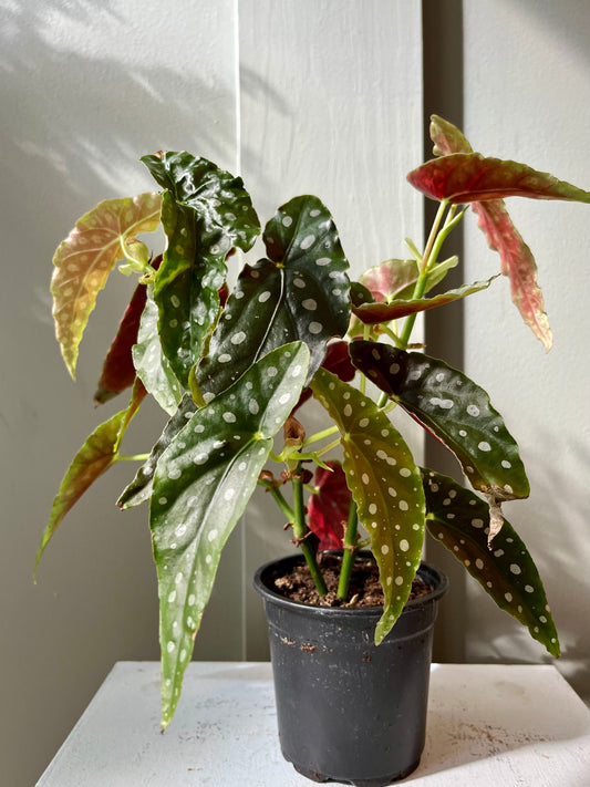 Begonia