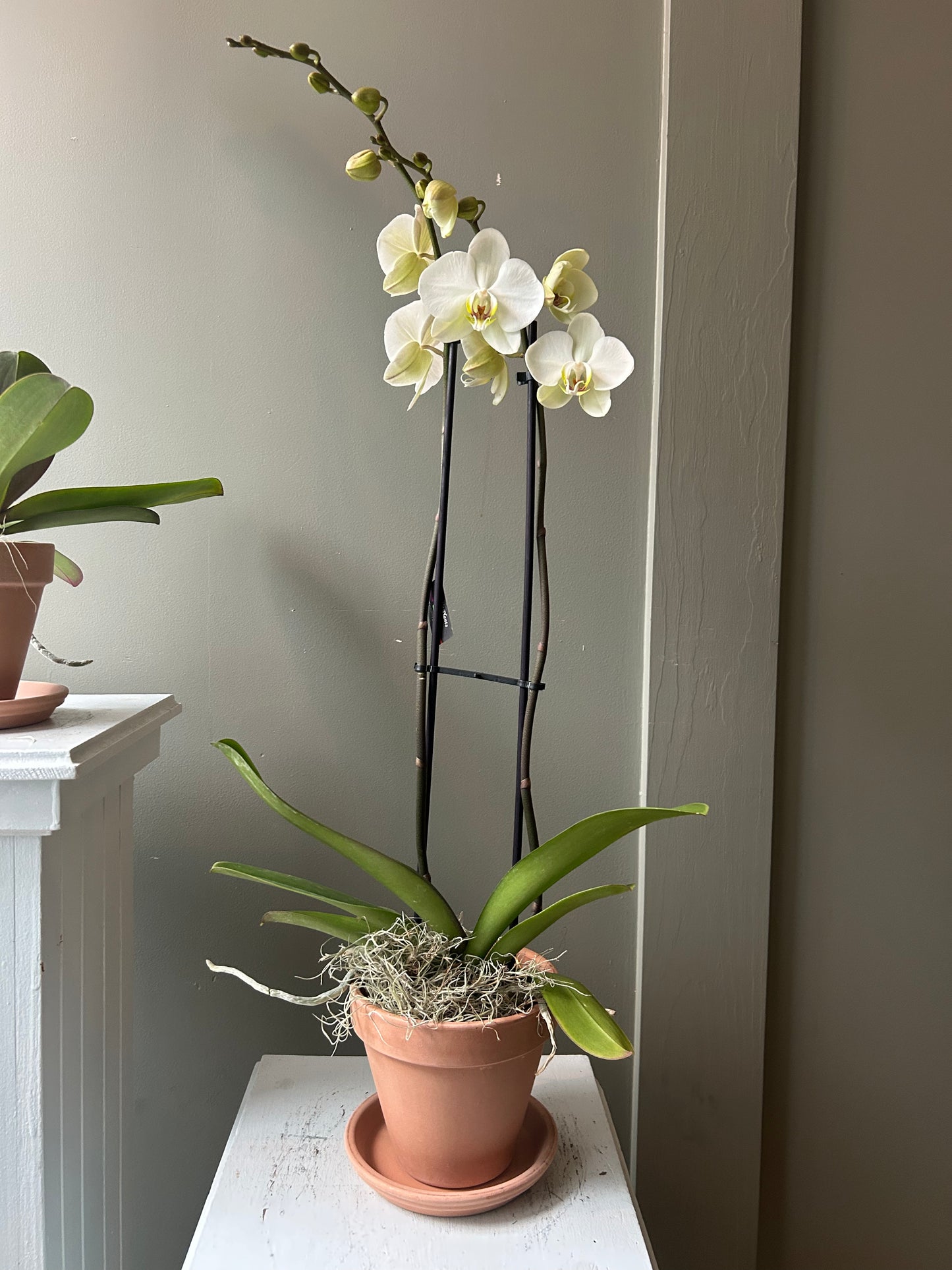 Potted Orchid