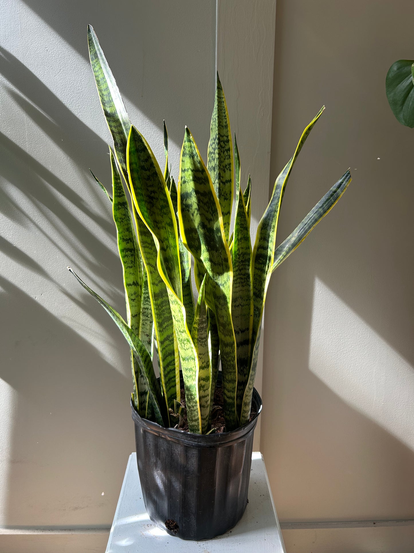 Sansevieria Laurentii