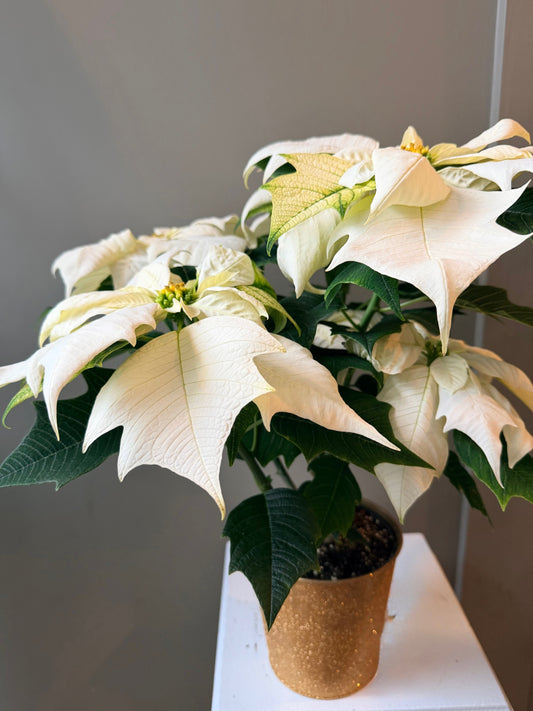 White Poinsettia