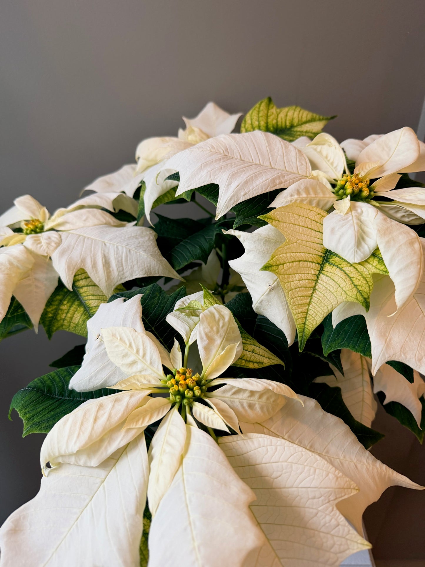 White Poinsettia