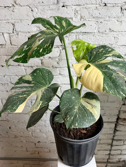 Thai Constellation Monstera