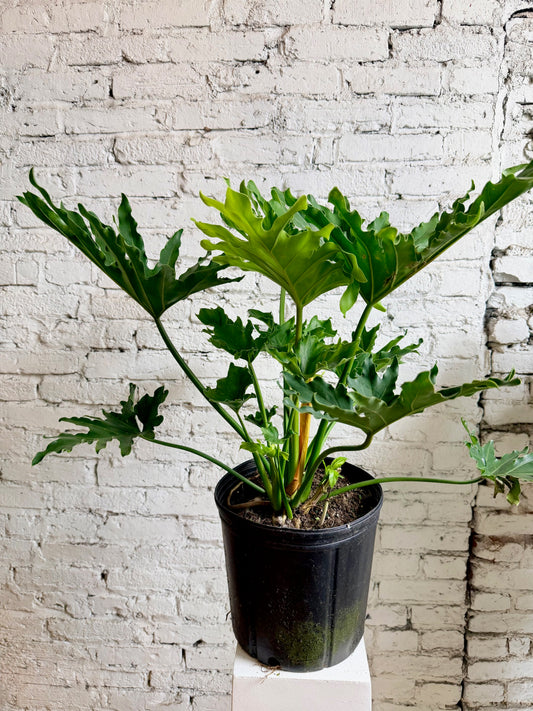 Philodendron Hope