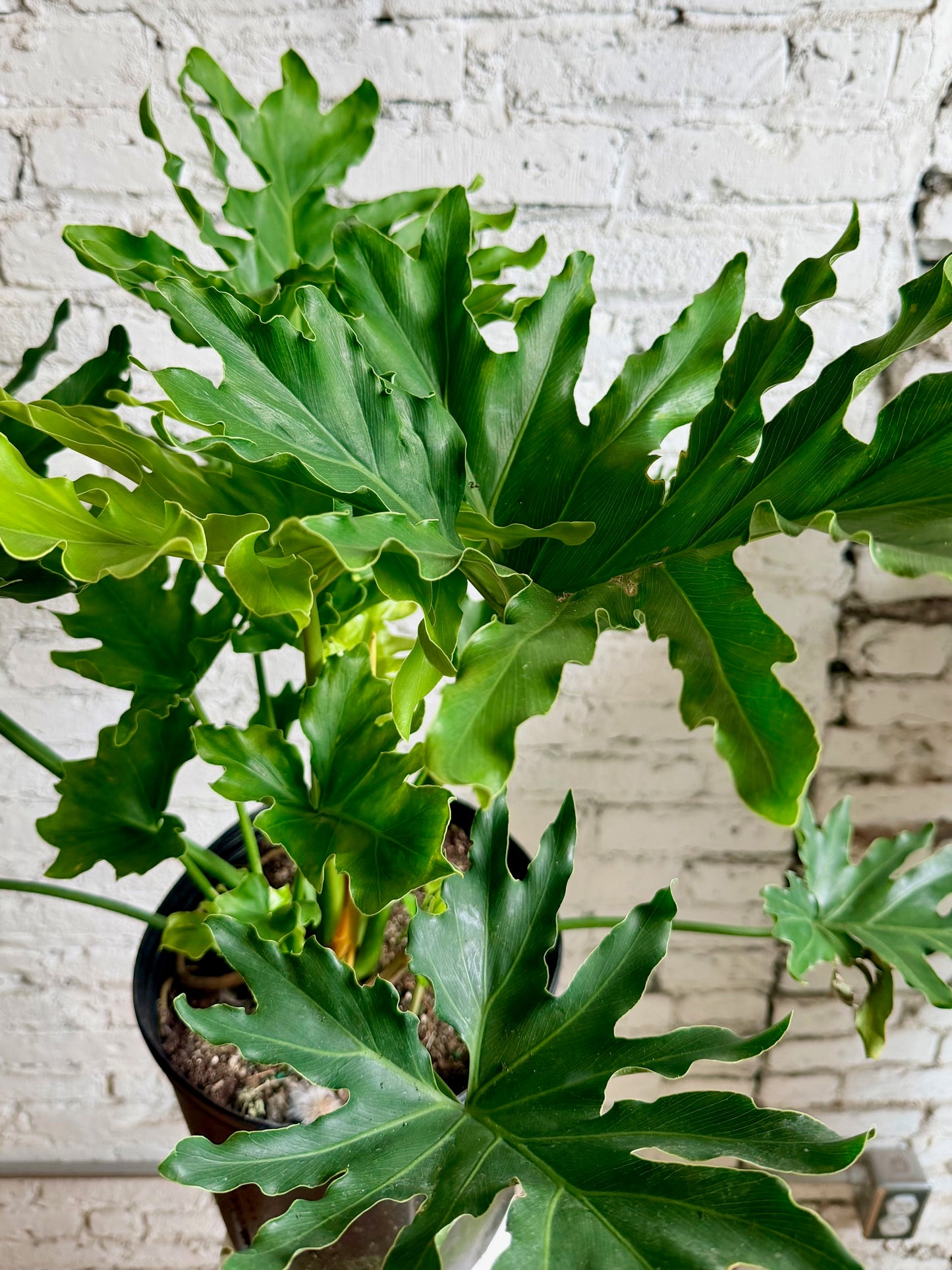 Philodendron Hope