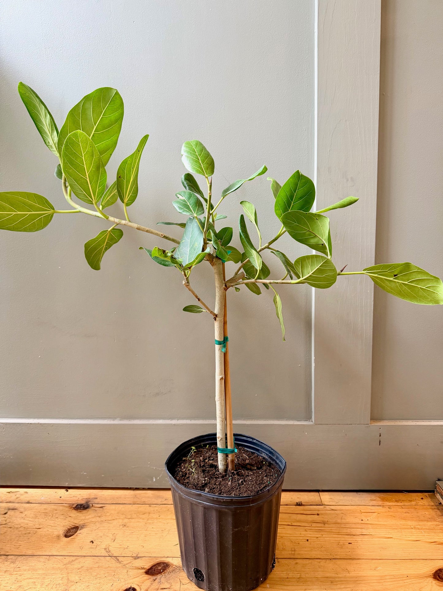 Ficus Audrey