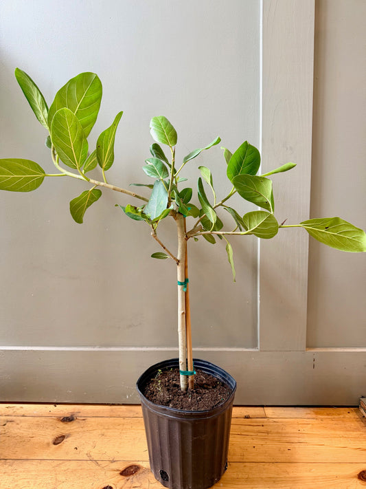 Ficus Audrey
