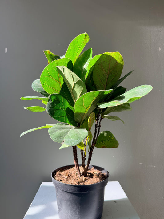 Mini Fiddle Leaf Figs