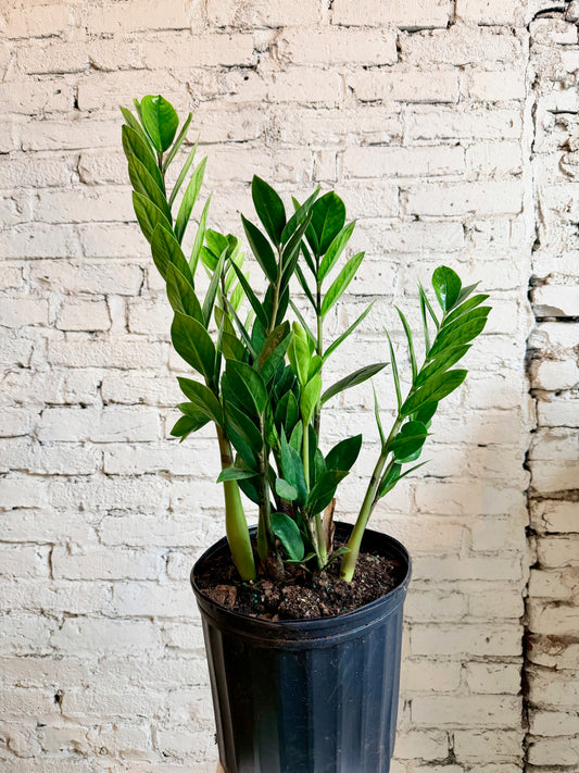 Zamioculas Zamifolia(aka ZZ) Plant