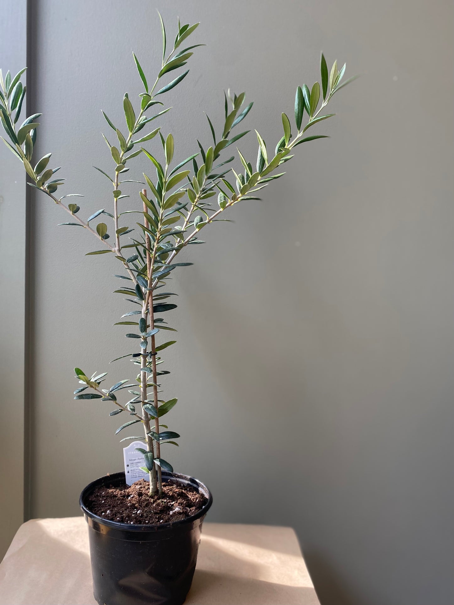 Olive tree-medium